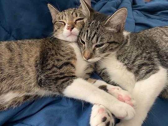 Two tabby and white cats named Velma and Daphne