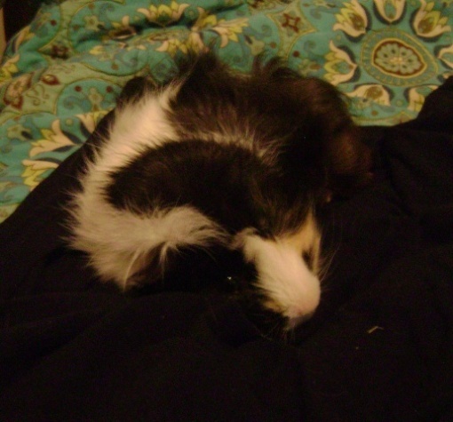 Rachel E Smith guinea pig Finny