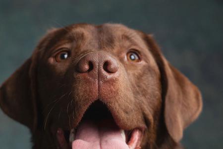 Chocolate lab