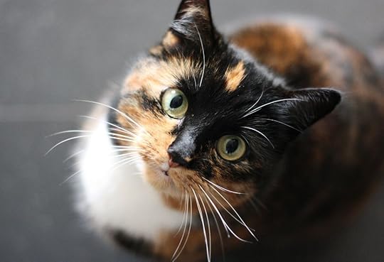 Are Calico Cats Lucky? Fun Facts About This Charming Cat Breed