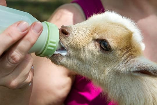 https://rootsandrefuge.com/wp-content/uploads/2022/04/Goat-bottle-fed_RR.jpg