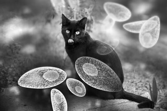 Is your cat making you more conservative? Strange case of toxoplasmosis