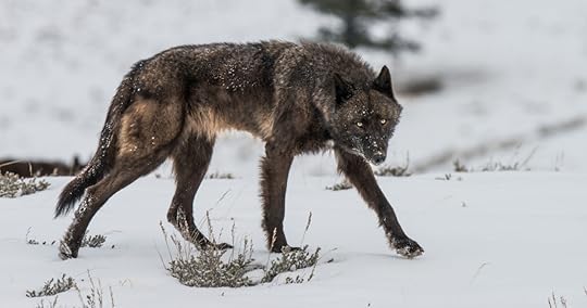 Yellowstone Wolf