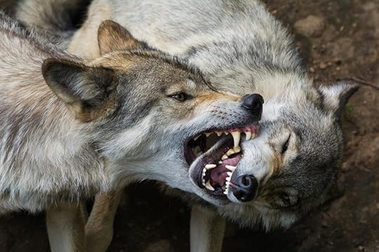Wolves Fighting