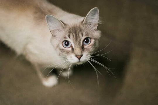 Juneau's animal shelter has too many cats - Alaska Public Media