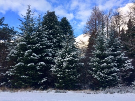 Winter in Scotland: snowy trees at Delgatie