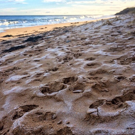 Winter in Scotland: frost at the beach