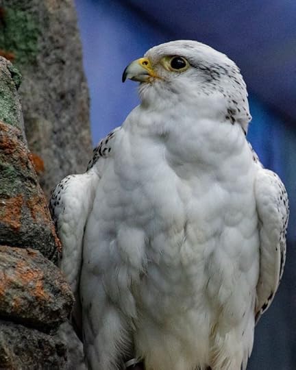 White and Black Hawk Perching on Gray Concrete Pavement by Brett Sayles