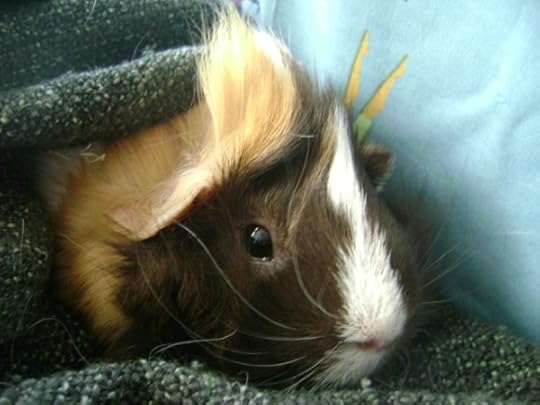 Rachel E Smith guinea pig Snuffy