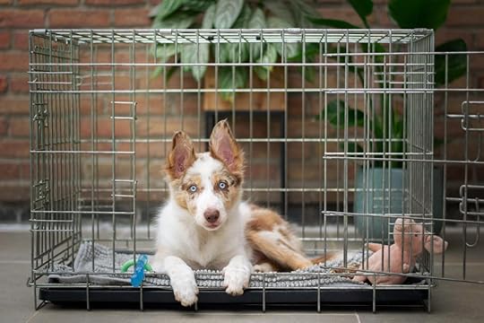 Hard dog crate for car safety