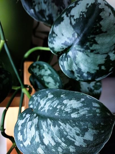 black, happy, and leaves image