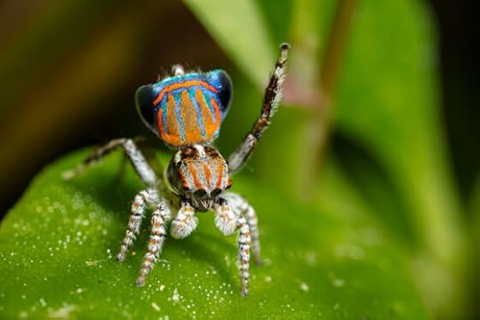 How predatory arachnids absorb carbon in grassland