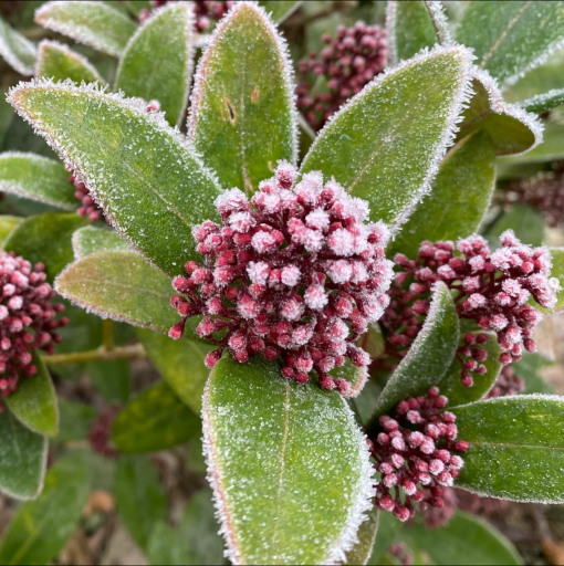 Frost covered shrub with pink flower