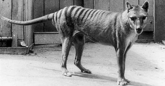 Tasmanian Tiger