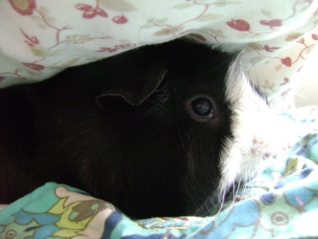 Rachel E Smith guinea pig Thaddeus