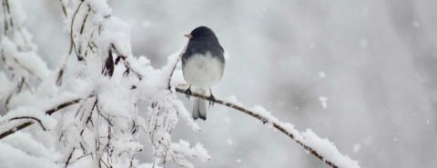 A Winter Breviary: Q&A with poet Rebecca Gayle Howell