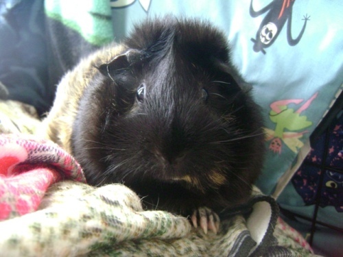Rachel E Smith guinea pig Hen Wen