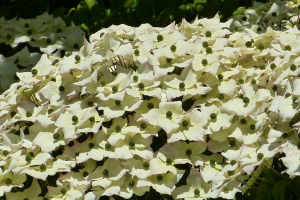 Dogwood