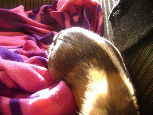 Rachel E Smith guinea pig Peregrine