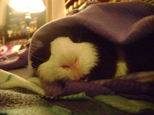 Rachel E Smith guinea pig Thorfinnur