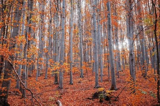Trees in Autumn Forest by David Bartus