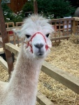 An alpaca