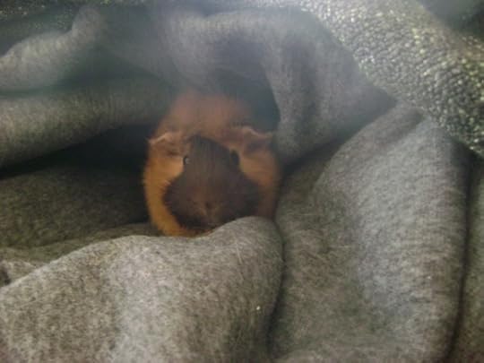 Rachel E Smith guinea pig Ozma