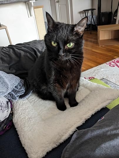 Semilla, a black cat, staring out into the camera.