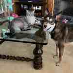 how pets play