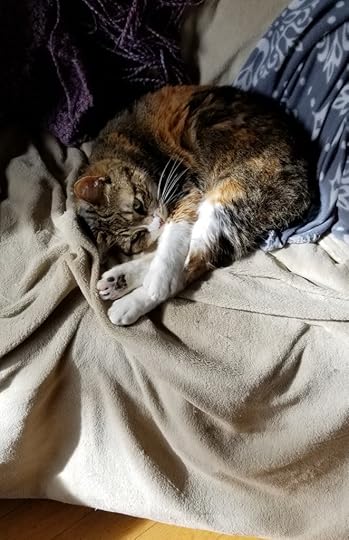 a calico cat, orange and tabby, curled in a round with white paws