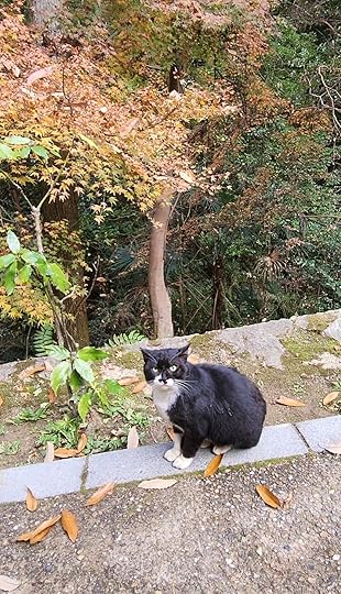 Cat spotted in Fushimi Inari Taisha, Kyoto.