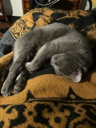 A grey cat curled up into a U-shape with her feet pointed straight out, eyes closed, paws tucked in. She lies on a brown and black blanket.