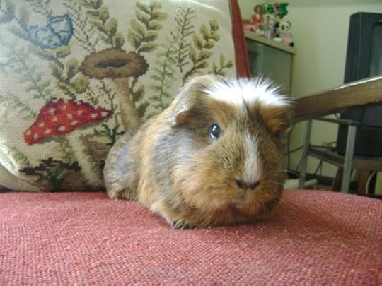 Rachel E Smith guinea pig Peregrine