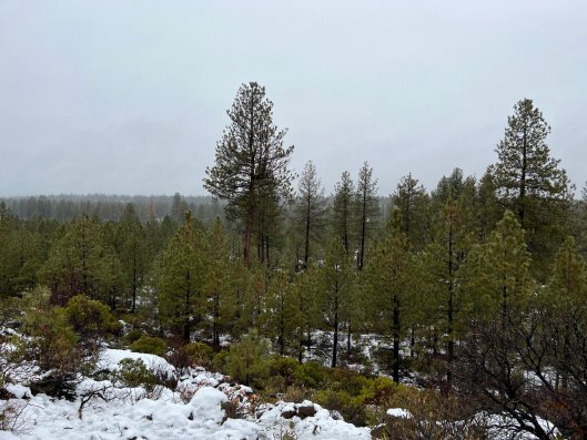 forest with gray sky