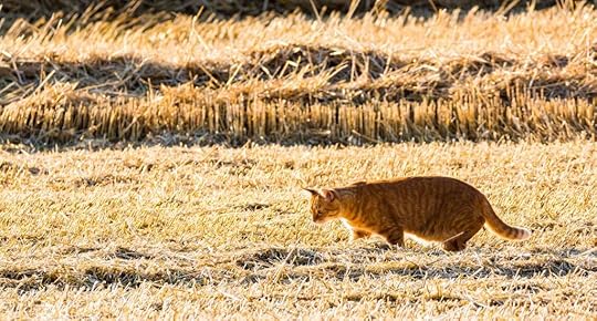 cat hunting