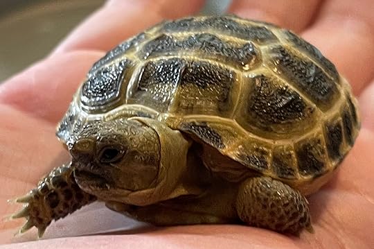 Our family's pet tortoise
