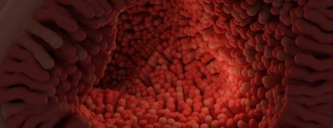 What do we know about the effect of gut microbiome in diet and exercise on brain health?