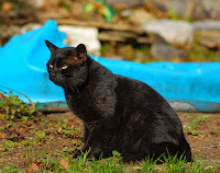 Panzer says, Cats never get lost. Never.