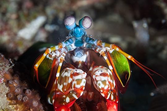 mantis shrimp seen while diving in the Philippines