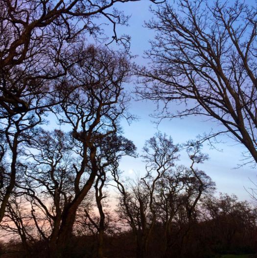 trees by the explosive loch