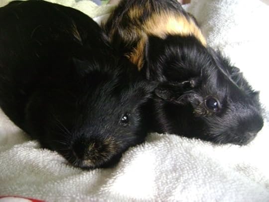 Rachel E Smith guinea pigs Salem and Hen Wen