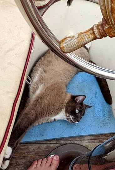 Oh Gato?!