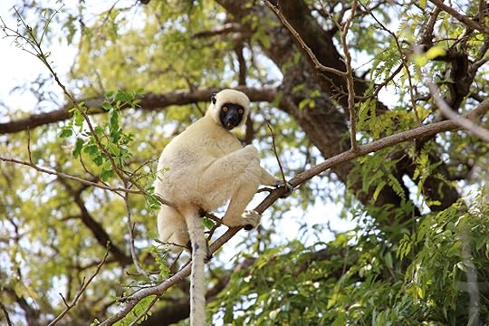 A lemur in a tree in tsingy national park