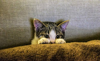 Kitten peeking over carpet