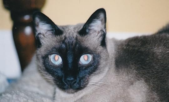 siamese cat looking at camera