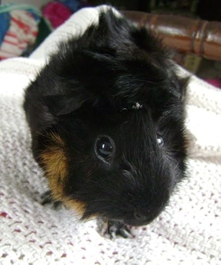Rachel E Smith guinea pig Merricat