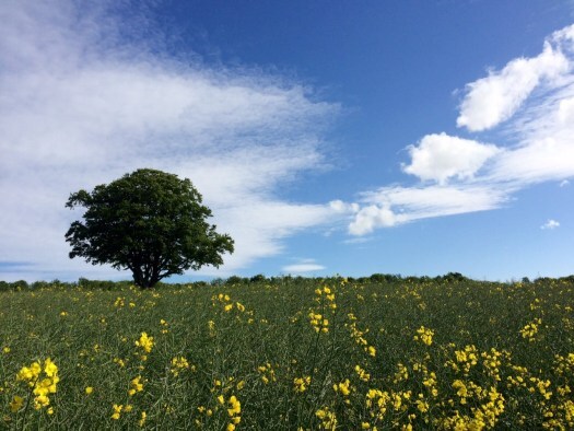 Summer at Pitfour Estate in Aberdeenshire, Scotland