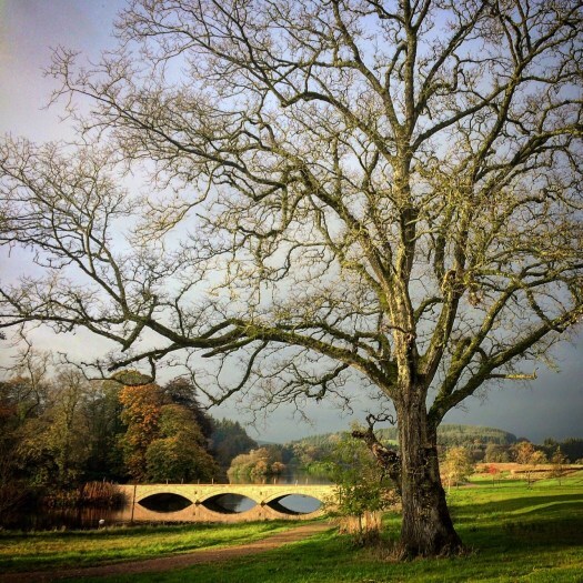  Autumn at Pitfour Estate.