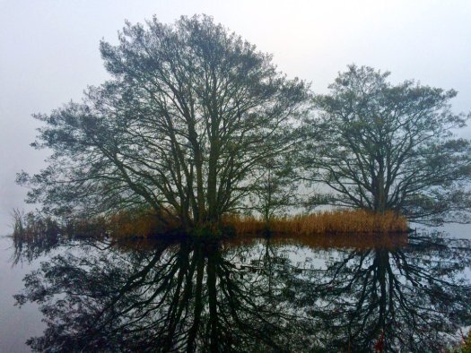 Trees at Pitfour Estate