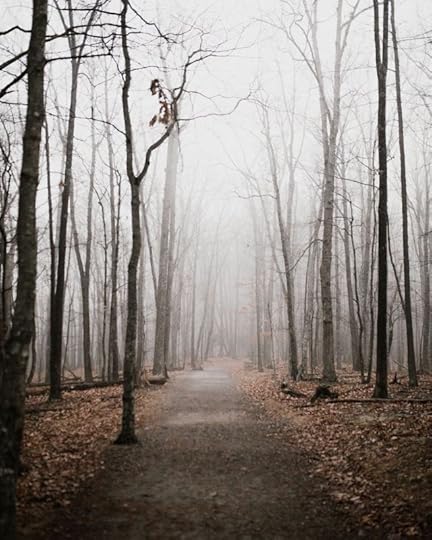 Bare Trees Along Foggy Path by Andrew Neel